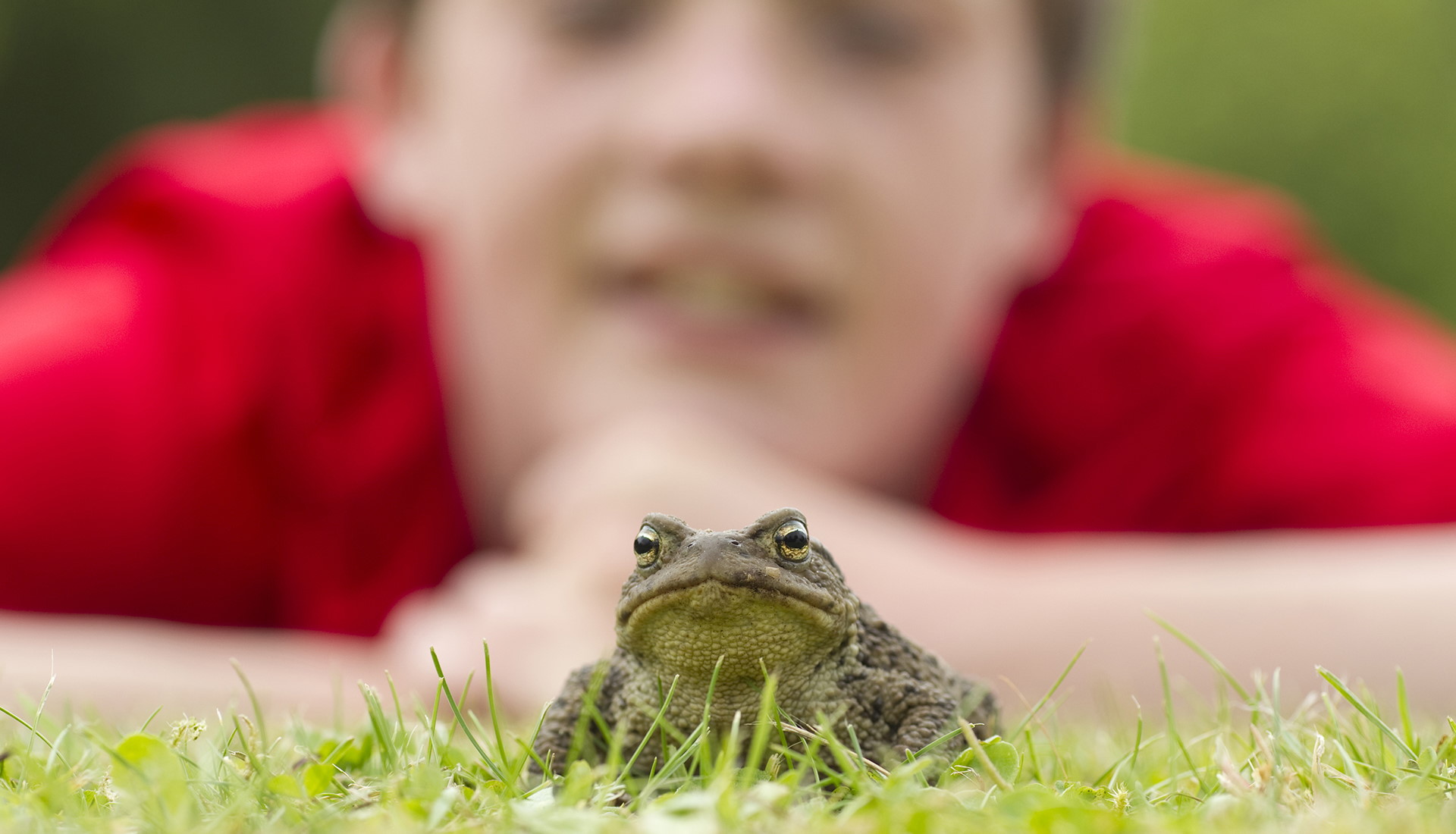 Toad (Bufo bufo) in garden with young boy looking on, Scotland.